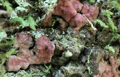 Hymenochaete sphaericola