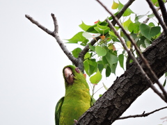 Psittacara holochlorus