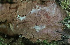 Hymenochaete sphaericola