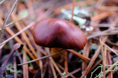 Cortinarius smithii