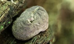 Lycoperdon subincarnatum