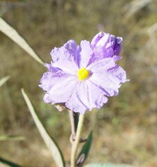 Solanum cunninghamii