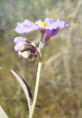 Solanum cunninghamii