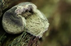 Lycoperdon subincarnatum