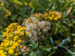 Senecio odoratus
