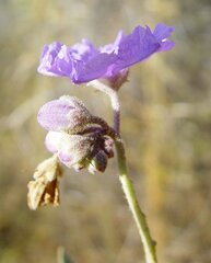 Solanum cunninghamii