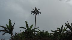 Ceroxylon quindiuense