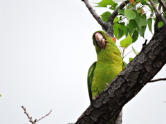Psittacara holochlorus