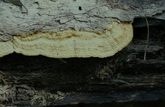 Oxychaete cervinogilva