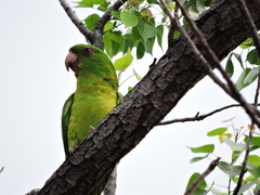 Psittacara holochlorus