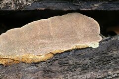 Oxychaete cervinogilva