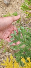Abies procera