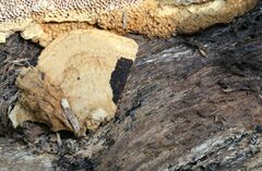 Oxychaete cervinogilva