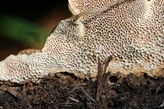 Oxychaete cervinogilva