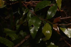 Cryptocarya nova-anglica