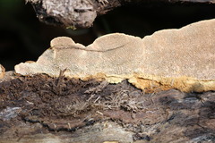 Oxychaete cervinogilva