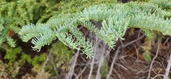 Abies procera