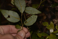 Cryptocarya nova-anglica