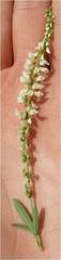 Melilotus albus image