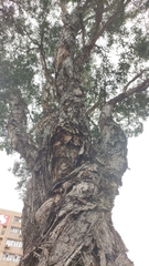 Melaleuca cajuputi cumingiana