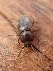 Eleodes littoralis