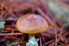 Dermocybe