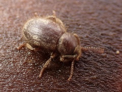Eleodes littoralis