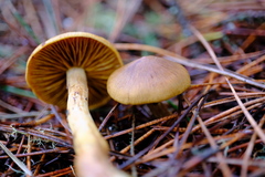 Dermocybe