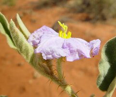 Solanum dioicum