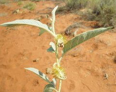 Solanum dioicum