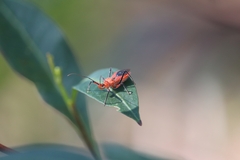 Gminatus wallengreni