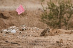 Athene cunicularia hypugaea