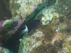 Pycnochromis margaritifer