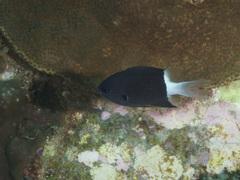 Pycnochromis margaritifer