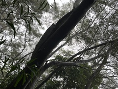 Callosciurus erythraeus