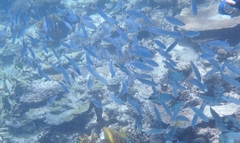 Pterocaesio digramma