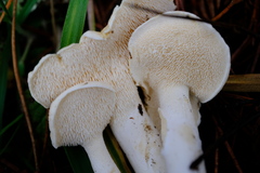 Hydnum washingtonianum