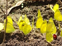 Eurema brigitta