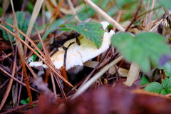 Hydnum washingtonianum