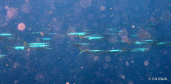 Hemiramphus brasiliensis