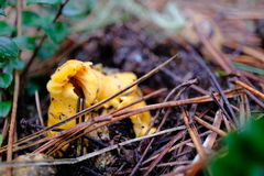 Cantharellus californicus