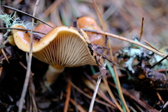 Pholiota velaglutinosa