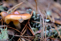 Pholiota velaglutinosa