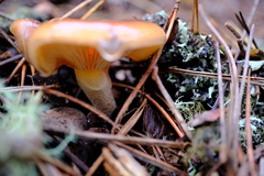 Pholiota velaglutinosa