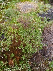 Abrotanella caespitosa