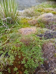 Abrotanella caespitosa