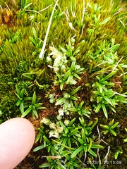 Abrotanella caespitosa