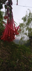Fuchsia boliviana