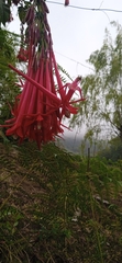 Fuchsia boliviana