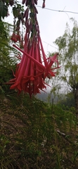 Fuchsia boliviana